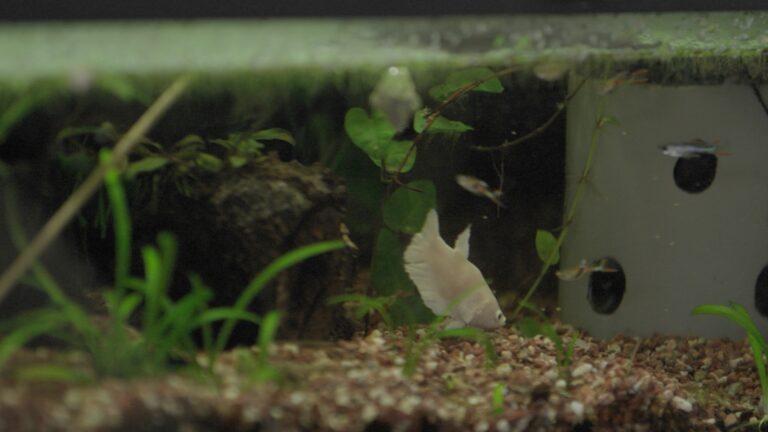 Still 2025-02-11 124551_1.110.1