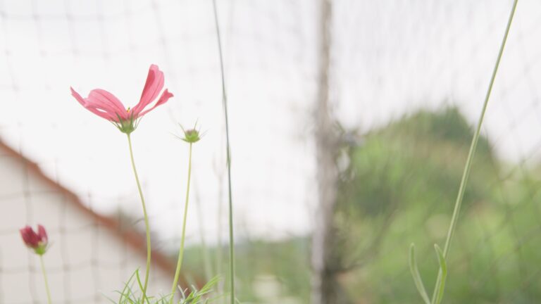 Still 2025-02-11 124551_1.156.1